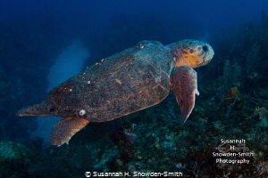 Sweet old loggerhead turtle taking a leisurely swim past ... by Susannah H. Snowden-Smith 